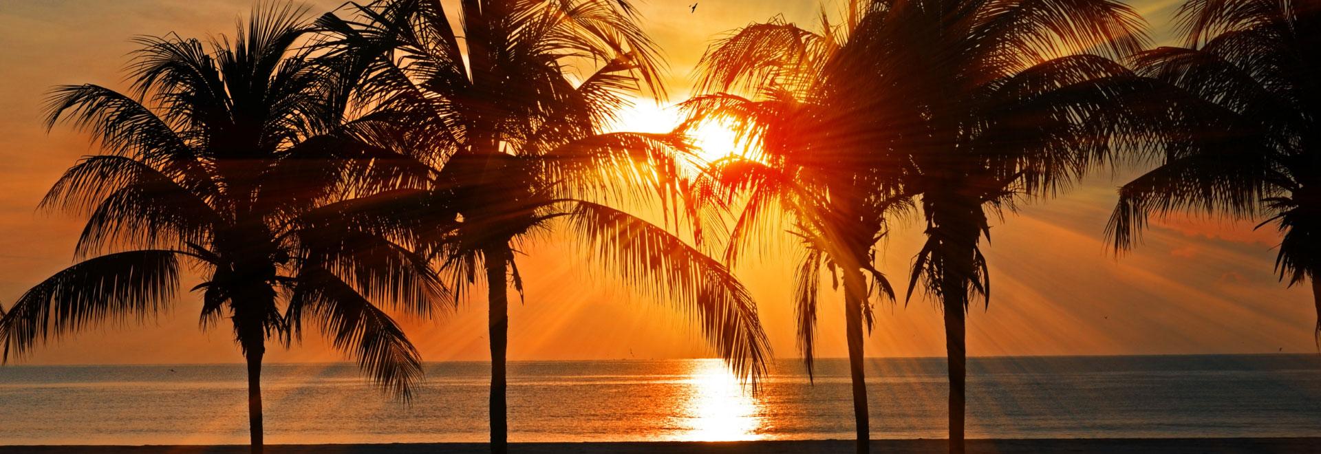 夕阳落在棕榈树之间的海面上